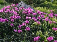 Kamień, Łąka, Rododendron