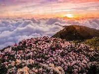 Różanecznik, Wschód słońca, Góry, Kwiaty, Chmury