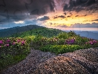 Różaneczniki, Góry Appalachy, Chmury, Stan Tennessee, Zachód Słońca, Szczyt Roan Mountain, Kwiaty, Stany Zjednoczone, Szlak Appalachów, Skały