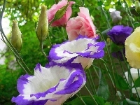 Eustoma
