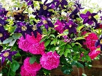 Clematis, Róże, Murek