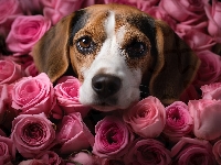 Kolorowe, Pies, Beagle, Róże