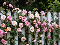 Kolorowe, Płot, Biały, Róże