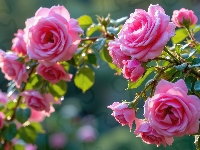 Kwiaty, Róże, Różowe, Grafika AI