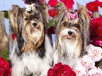 Terrier, Psy, Yorkshire, Roze