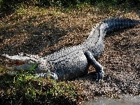 Rozlewisko, Krokodyl