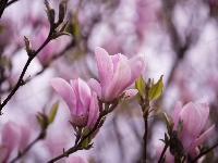 Kwiaty, Magnolia, Jasnoróżowe, Rozmycie, Gałązki, Drzewo, Listki