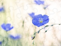 Len, Kwiaty, Niebieskie, Rozmycie