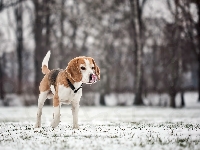 Zima, Beagle, Drzewa, Rozmycie