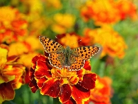 Kwiat, Motyl, Aksamitka, Rozmyte tło, Argynnis