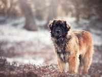 Rozmyte, Leonberger, Natura, Tło