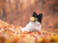 Pies, Liście, Spaniel kontynentalny miniaturowy Papillon, Tło, Rozmyte