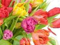 Kolory, Różne, Tulipanów