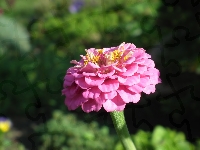 Cynia, Przyroda, Kwiat, Różowa