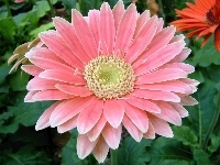 Różowa, Gerbera