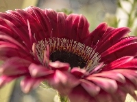 Gerbera, Różowa, Makro