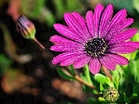 Gerbera, Różowa, Pąk