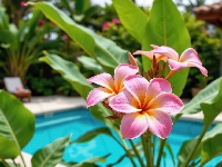 Kwiaty, Różowa, Plumeria, Grafika AI