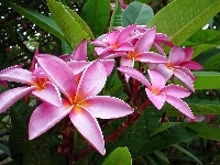 Plumeria, Różowa, Liście