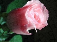 Róża, Różowa, 
