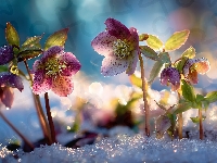 Śnieg, Różowe, Ciemierniki, Grafika AI