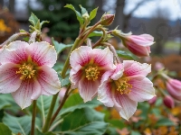 Ciemierniki, Kwiaty, Biało-różowe