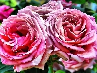 Dwie, Różowe, Róże