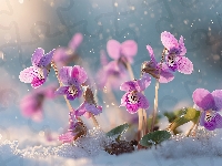 Śnieg, Różowe, Fiołki wonne, Grafika