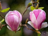 Magnolia, Różowe, Gałązka, Listki, Kwiaty