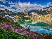 Jezioro, Austria, Alpy, Kwiaty, Góry, Weisssee, Różowe