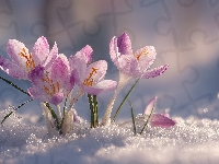 Śnieg, Różowe, Krokusy, Grafika AI