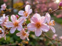 Gałązka, Różowe, Kwiaty, Grafika AI