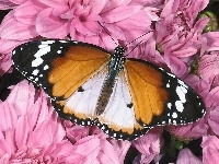 Kwiaty, Różowe, Motyl