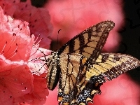 Różowe, Piękny, Motyl, Kwiaty