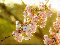 Różowe, Bokeh, Drzewo, Owocowe, Kwiaty