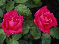 Różowe, Dwie, Piękne, Róże