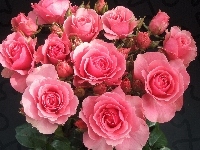 Róże, Różowe, Bukiet