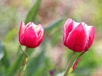 Różowe, Tulipany