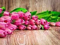 Tulipany, Różowe, Deski