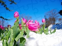 Tulipany, Różowe, Śnieg