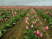 Tulipany, Różowe, Uprawa