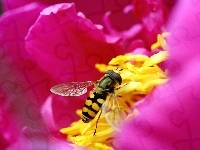Różowego, Pszczoła, Środek, Kwiatka