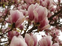 Biała, Różowo, Magnolia