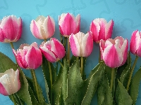 Niebieskie, Różowo-białe, Tulipany, Tło