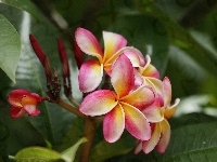 Żółta, Różowo, Plumeria