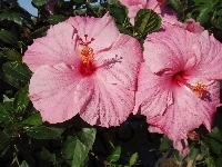 Różowy, Hibiskus