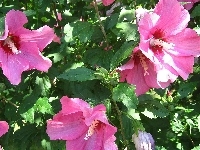 Różowy, Hibiskus