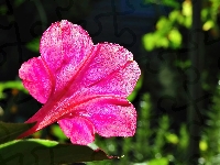 Jalapa, Dziwaczek, Mirabilis, Różowy