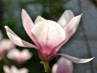 Kwiat, Różowy, Magnolii