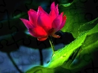 Kwiat, Różowy, Lotus